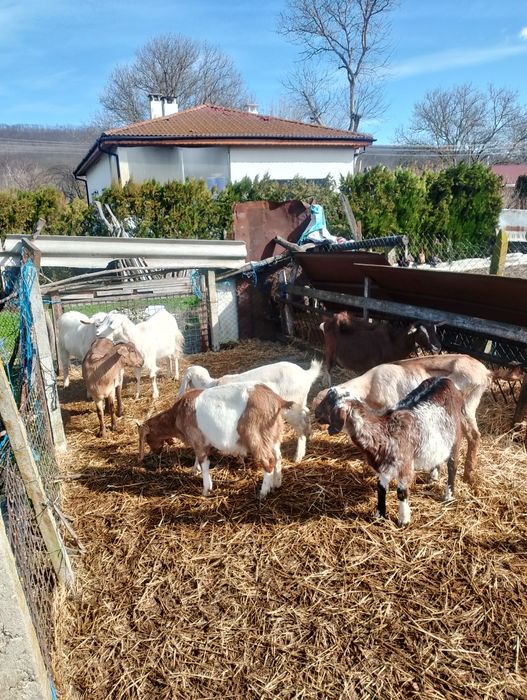 10 броя млади кози