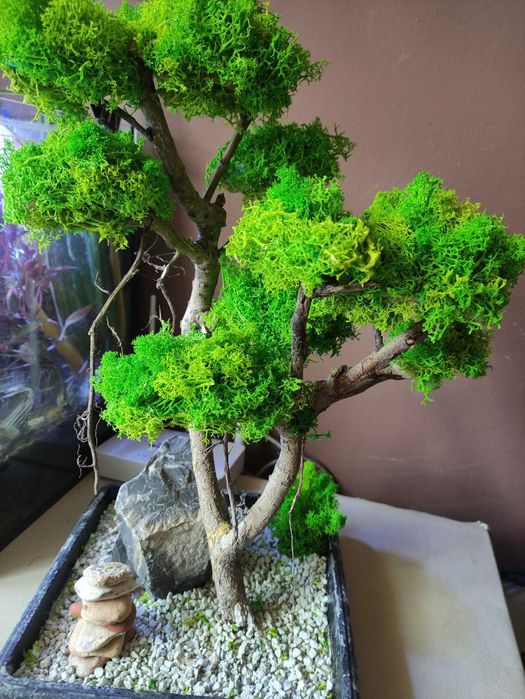 Продавам бонзай със скандинавски мъх.