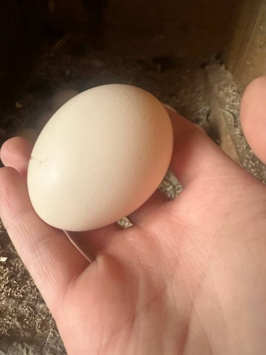 Avstralop tuhumlari donasi 10ming som