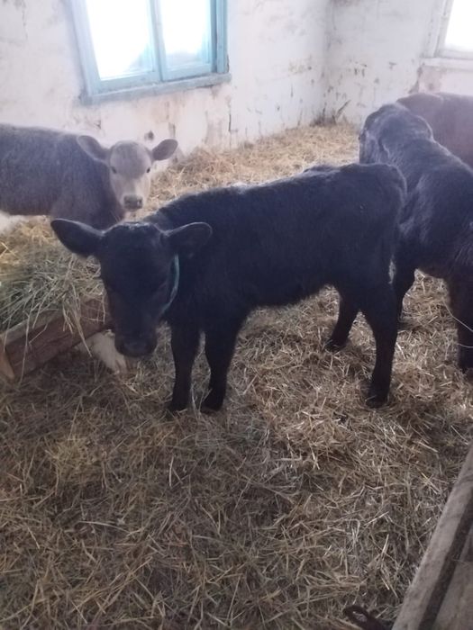 Продам телочек 1,5 месяца