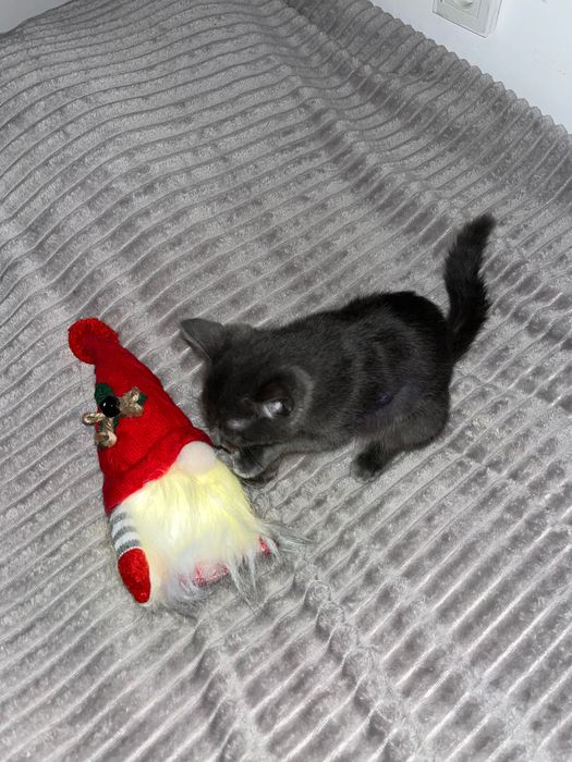 Продается котенок