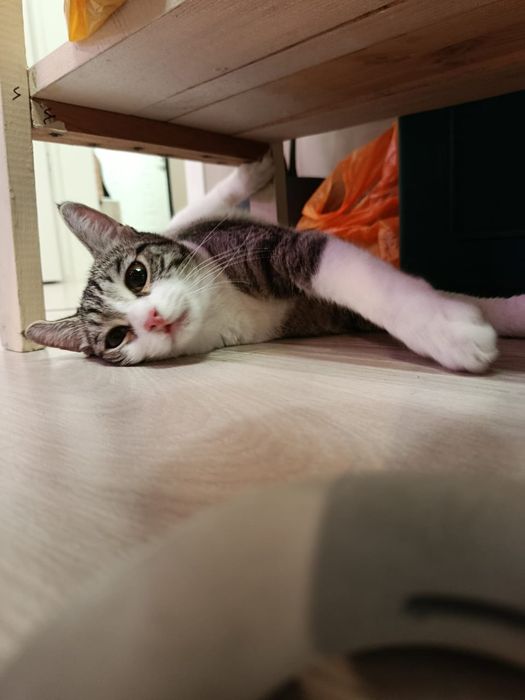 Кошечка с апельсиновыми глазами ищет дом