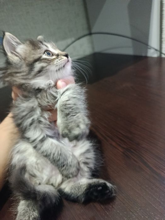 Мушук берилмокда