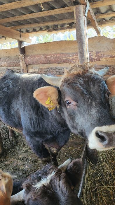 Продам быка на племя  швиц