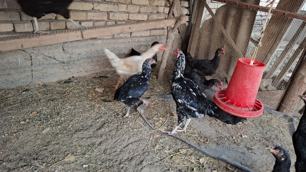 Товук ва хурозлар сотилади