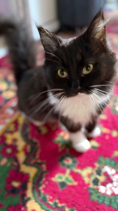 Mushukcha Tekinga beraman. Pushistik