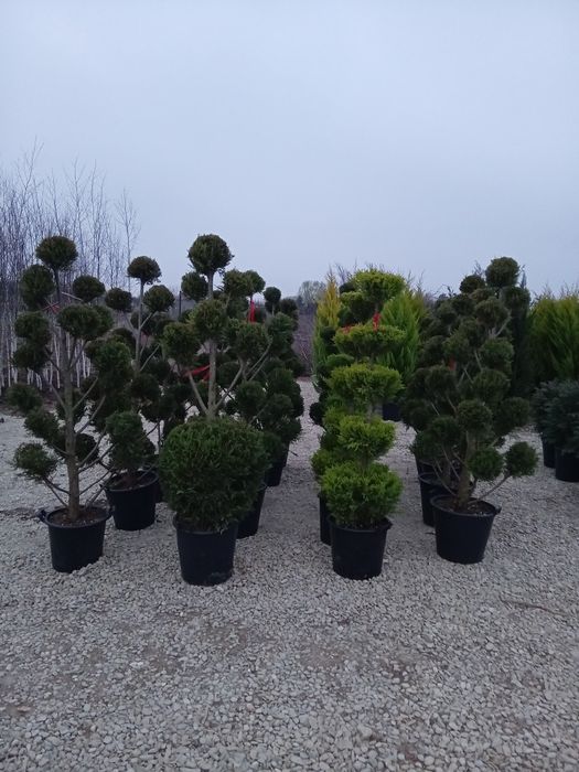 Tuia aurea la ghiveci