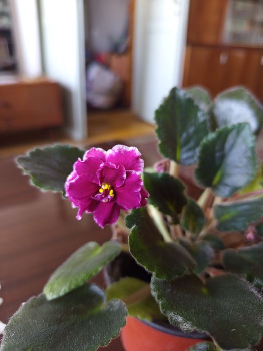 Фиалка сортовая,