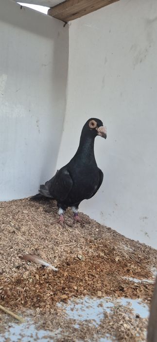 Vând porumbei stil vechi