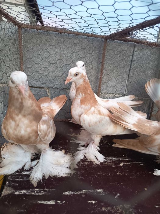 Porumbei Roller Persan