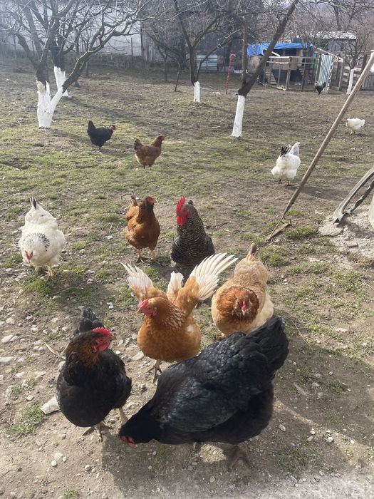 Oua pentru incubat diferite rase