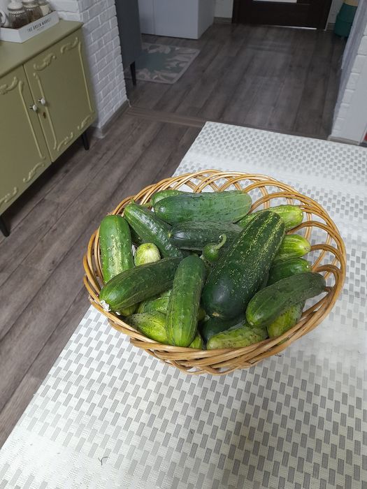 Продаю Огурцы домашнии