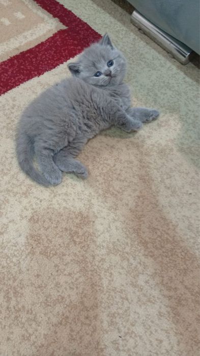 Детки скоттиш фолд и скоттиш страйт