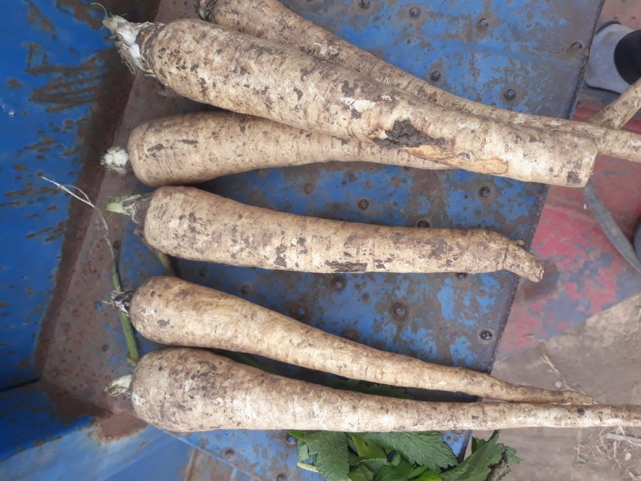 Vând Pătrunjel Pastarnac