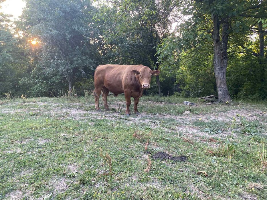 Taur Angus de vanzare