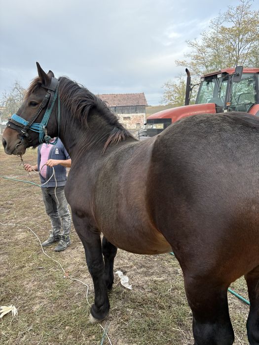 De vanzare un manz semi greu