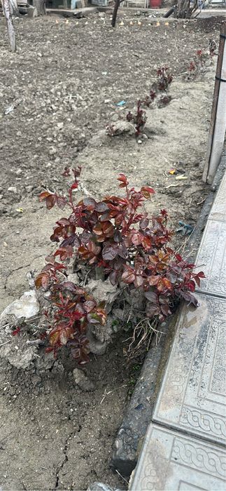Продаются розы.бело- розового цвета, устойчивые к холодам.