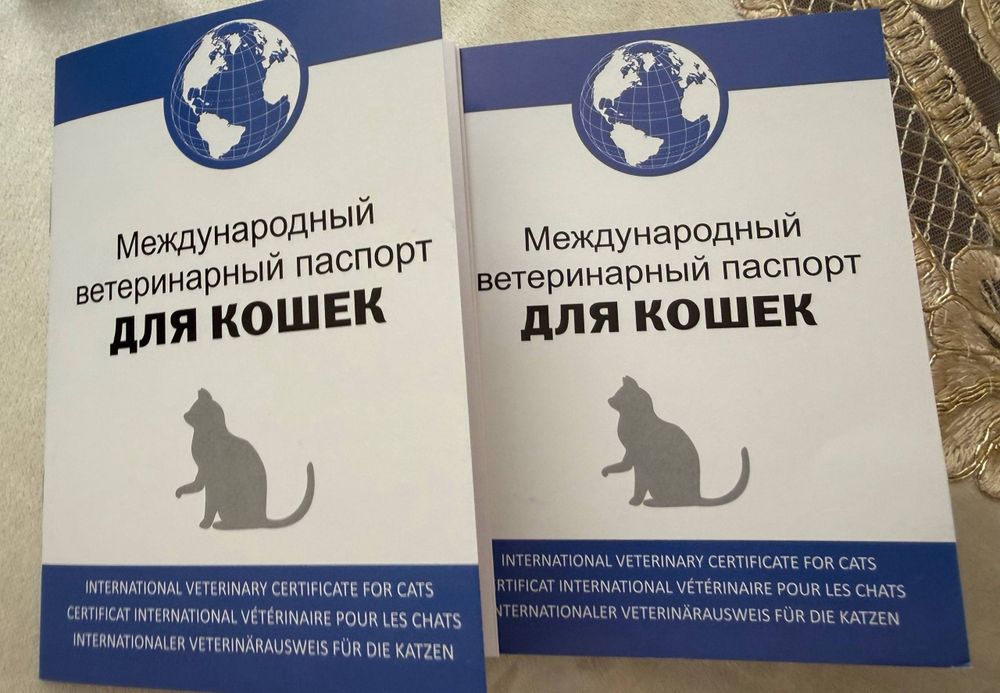 Koshki 2 shtuki Zolotaya britanskaya Shinshilla