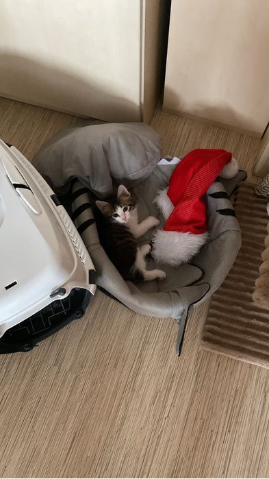 Котенок в добрые руки