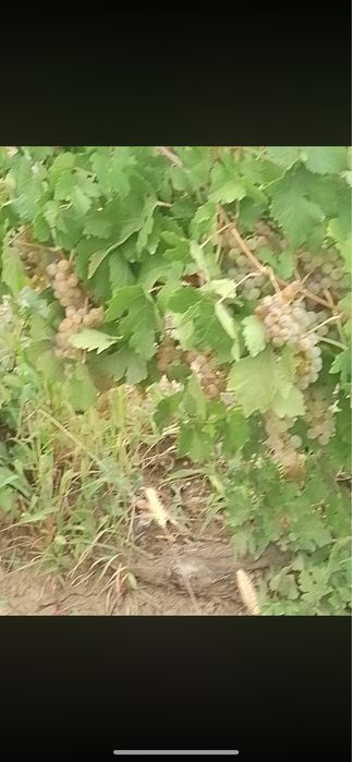 Vând struguri de vin din propria gospodărie