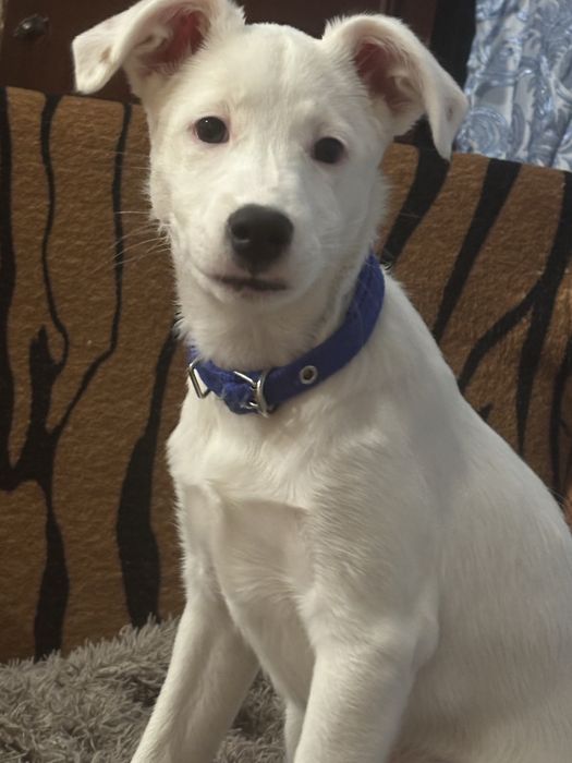 Отдам песеля в добрые руки