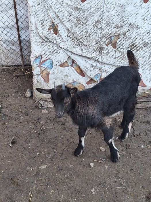 Vind iedite alpin francez