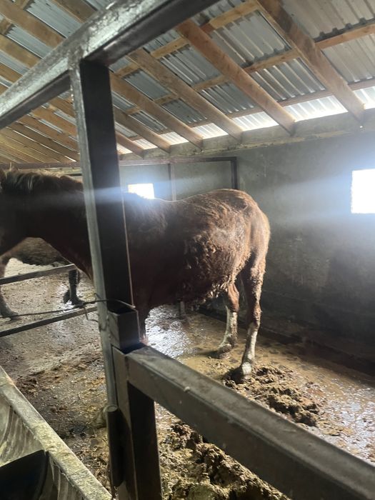 Айғыр сатылады мінгі