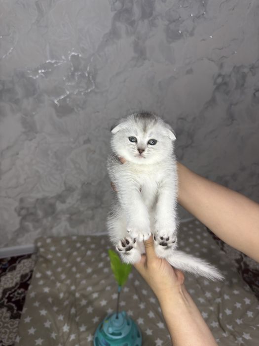 Sotuvda mushichalar