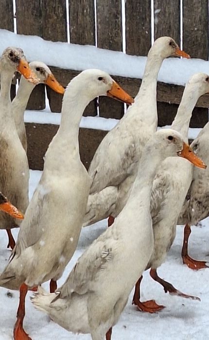 Ouă rațe indiene alergătoare linie Italia