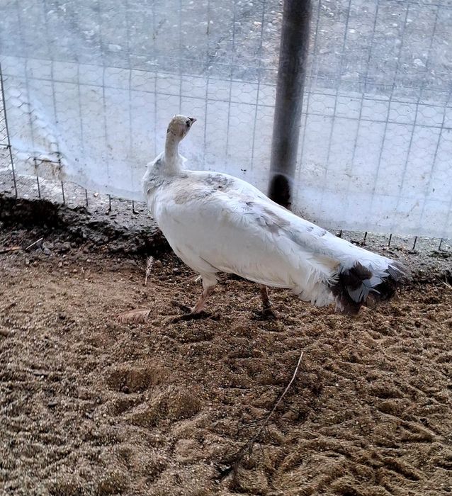 Femela matură de paun Silver Pied-Dark  !