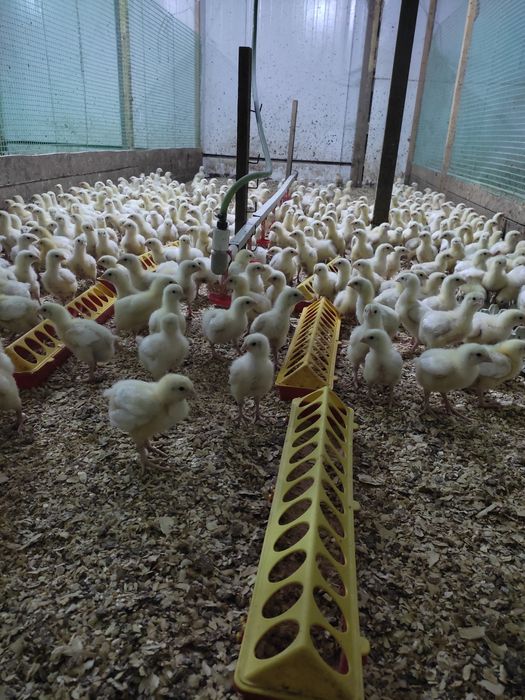 Цыплята бройлер. Кобб 500и Росс 308