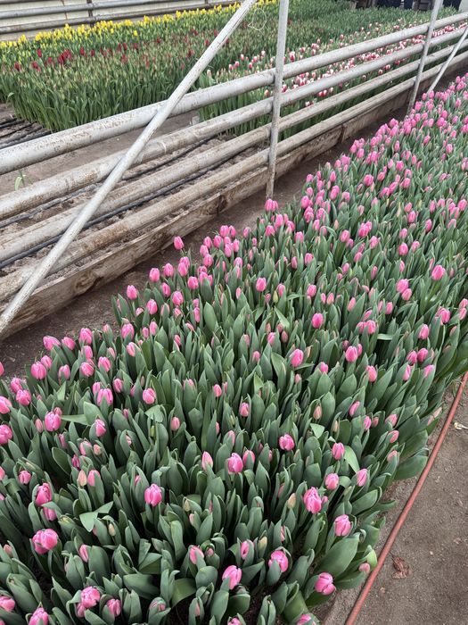 Букет из тюльпанов под заказ