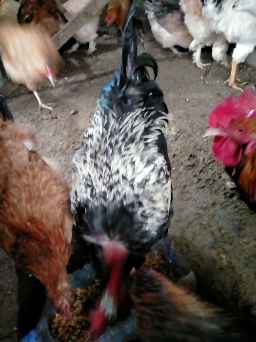 Продам петухов разной породы.