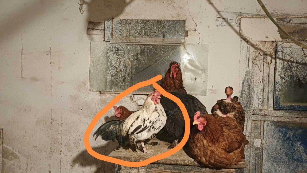 Vând cocosi americani