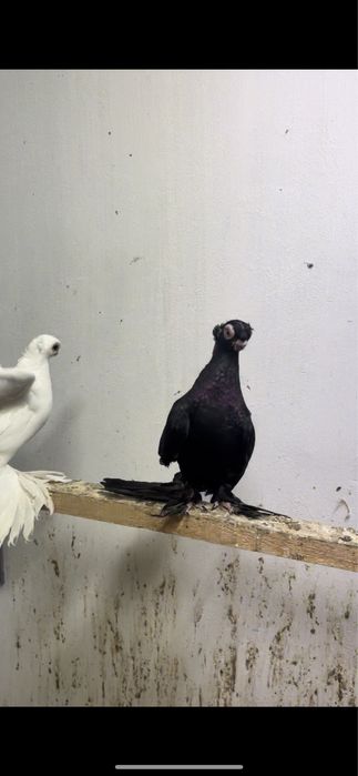 голубка жук жучка