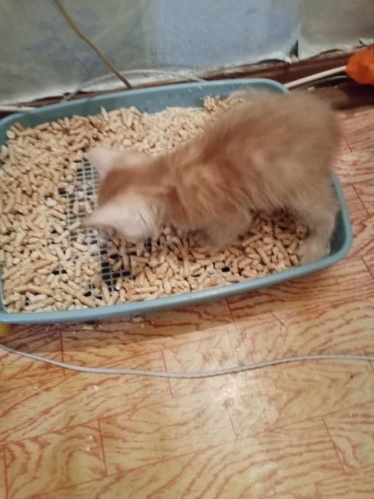 Котенок девочка рыжая