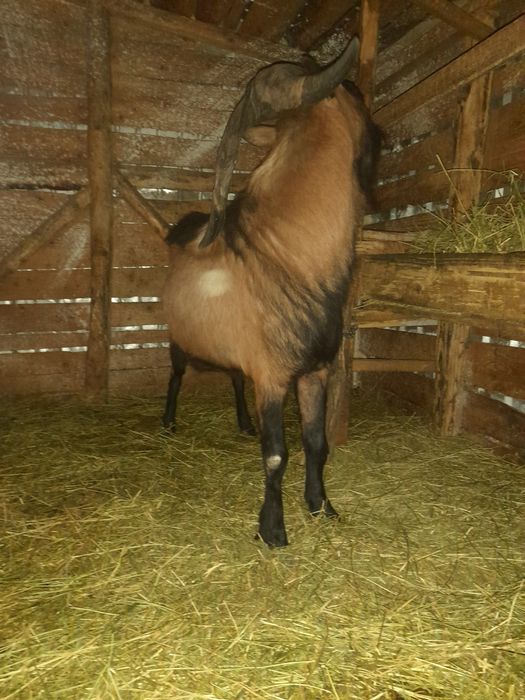 TAP ALPIN FRANCEZ 3 ani este cu corne