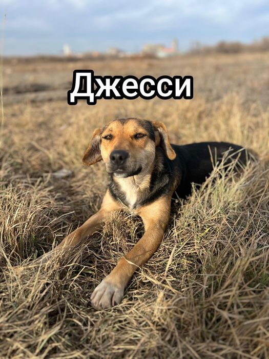 Отдам в добрые руки, собак