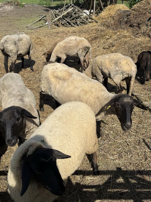 Vand oii suffolk cu mieluti!