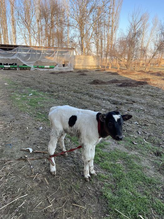 Ona bola sigir bolasi urgʻochi 20mln kami bor