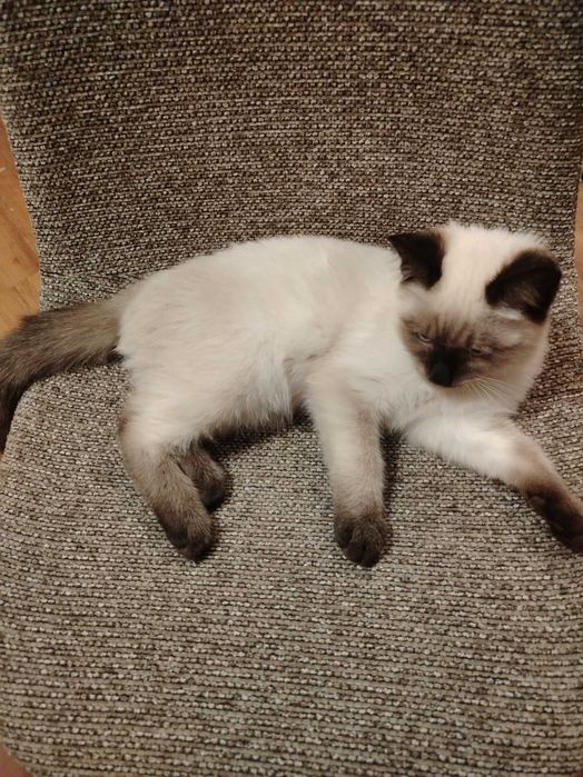 Отдам котенка в добрые руки