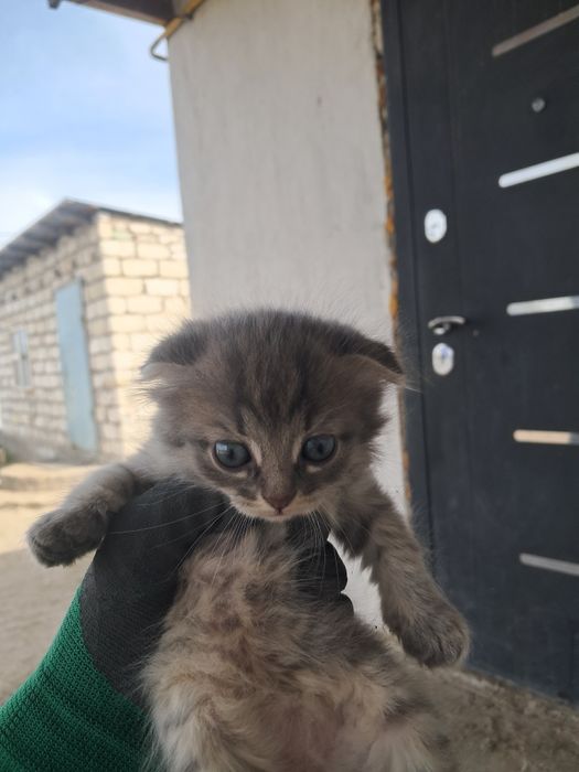 Катёнок Мысык кошка