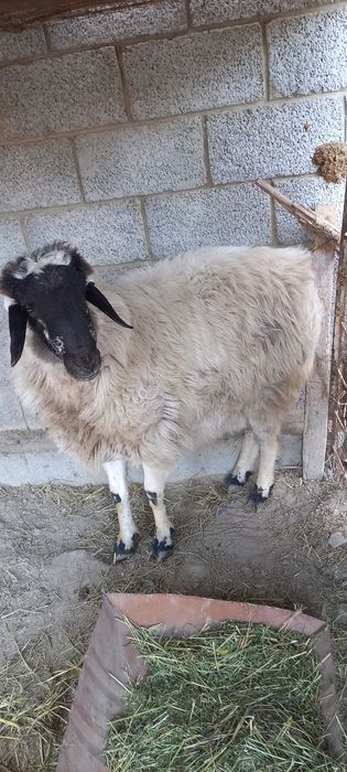 Коракулок кучкор сотилади