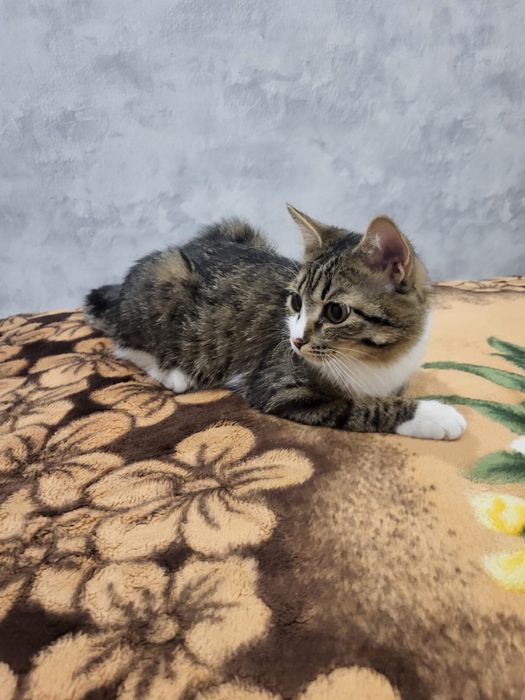 Отдам котенка в добрые руки