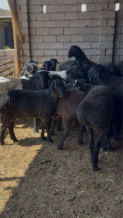 Qochqorlar sotiladi hammasi bir joyga 5mln 300 ming dan