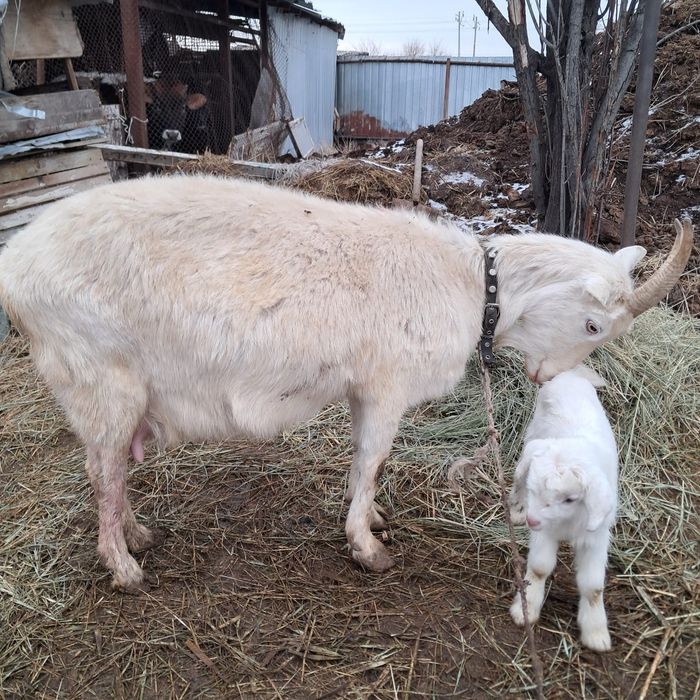 Коза заанненская с козленком мальчик