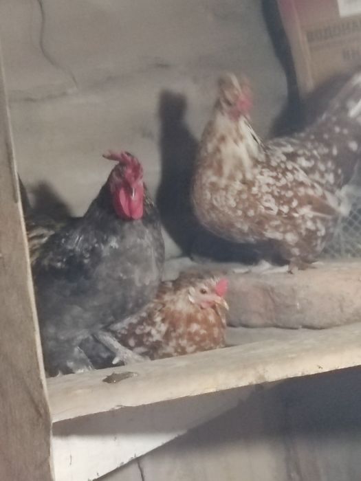 Продам срочно карлики