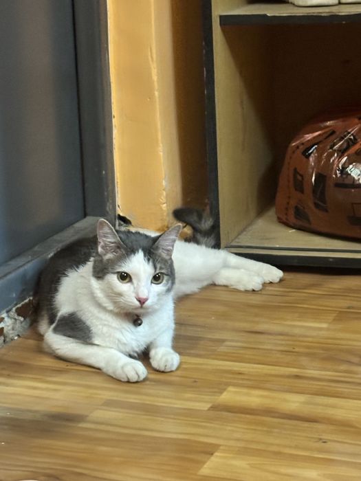 отдам кота в добрые руки