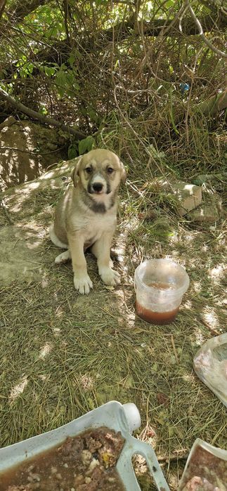 Отдам щеночков в добрые руки бесплатно