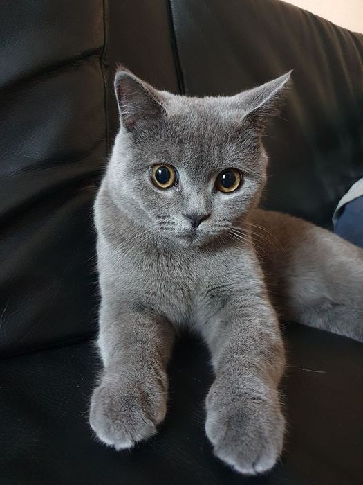 Британские короткошёрстные котята.